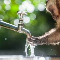 Monkey using a tap