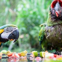 Parrots in Bolivia