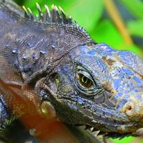 Bolivia Lizard