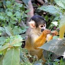 Bolivia Rainforest Monkey