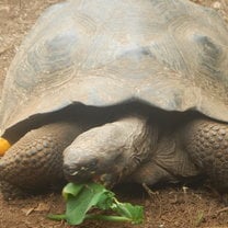 A Galapagos tortoise snacking on a leaf