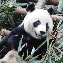 Panda in China