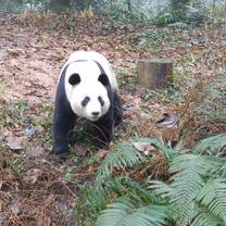 Panda in China