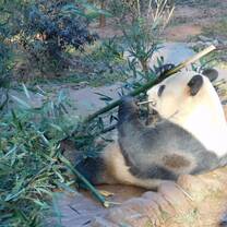 China Panda