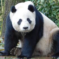 Panda in China 