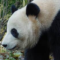 Adult panda