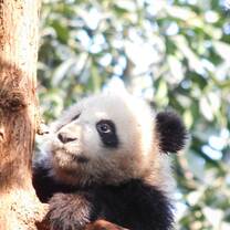 Baby panda up a tree