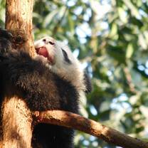 Cute baby panda 