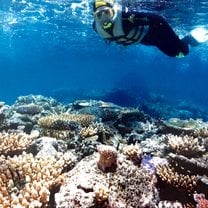 Snorkel in the Great Barrier Reef