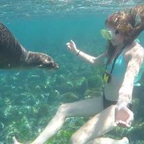 Swimming with Sea Lions