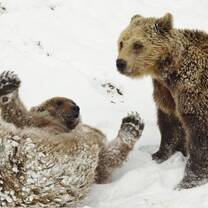 Bears in snow