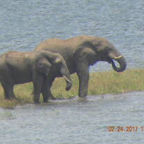 Daily visitors during the dry season, our magnificent Kariba elephants