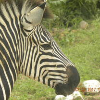 Another friendly face who pops into Camp regularly !