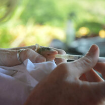 Force feeding an opossum