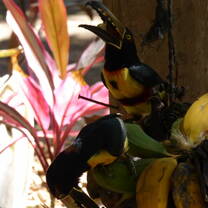 The Center is located in a birdwatching paradise!