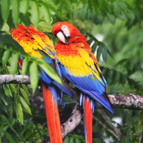 Scarlet Macaws