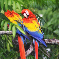 Scarlet Macaws