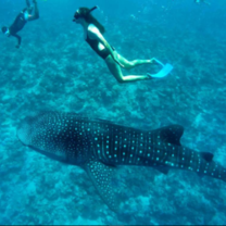Diving 