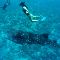 Diving 