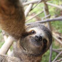 Wildlife Rescue - Sloth
