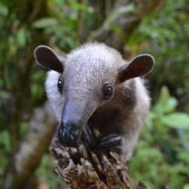 Wildlife Rescue - Anteater