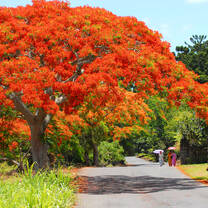 Flamboyant tree