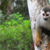 Wildlife Rescue - Titi monkey