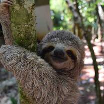 Wildlife Rescue - Sloth