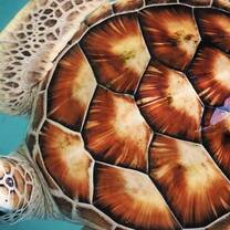 GoEco Sea Turtles Projects