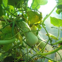 Harvest Time