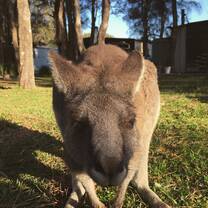Kangaroo 