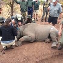 Rhino