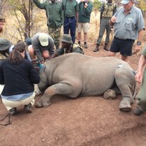 Rhino