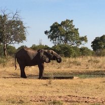Elephant 