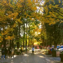 Ginkgo Lane, Yunnan University campus Ginkgo Lane, Yunnan University campus