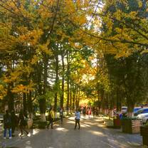 Ginkgo Lane, Yunnan University campus