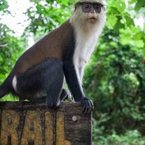 Wildlife in Ghana