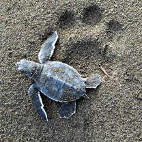 GoEco Sea Turtles Projects