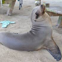 Galapagos sea-lion