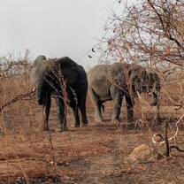 Elephants in Ghana