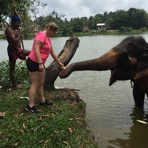 Feeding elephants 