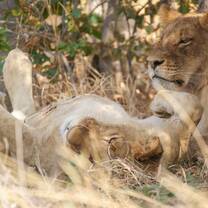 NATUCATE: Nature Guide Courses in South Africa