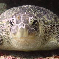 Green Turtle - Photo: Jasmin Pape