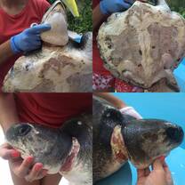 The damaged caused by fishing nets to turtles. Currently being looked after by our veterinarian  