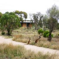 Western Grey Kangaroo wildlife conservation park south australia adelaide australian animals nature outback bushland wild