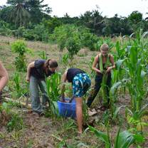 Organic farm volunteering in Ghana.