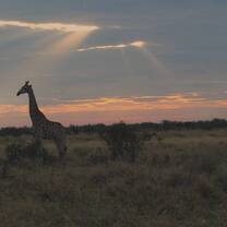 Giraffe 