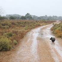 wombat wildlife conservation park south australia adelaide australian animals nature outback bushland wild