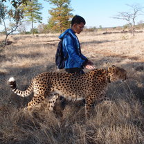 Walking with a cheetah