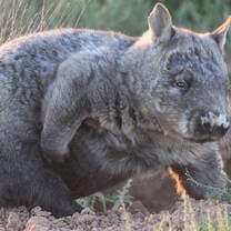 wombat wildlife conservation park south australia adelaide australian animals nature outback bushland wild